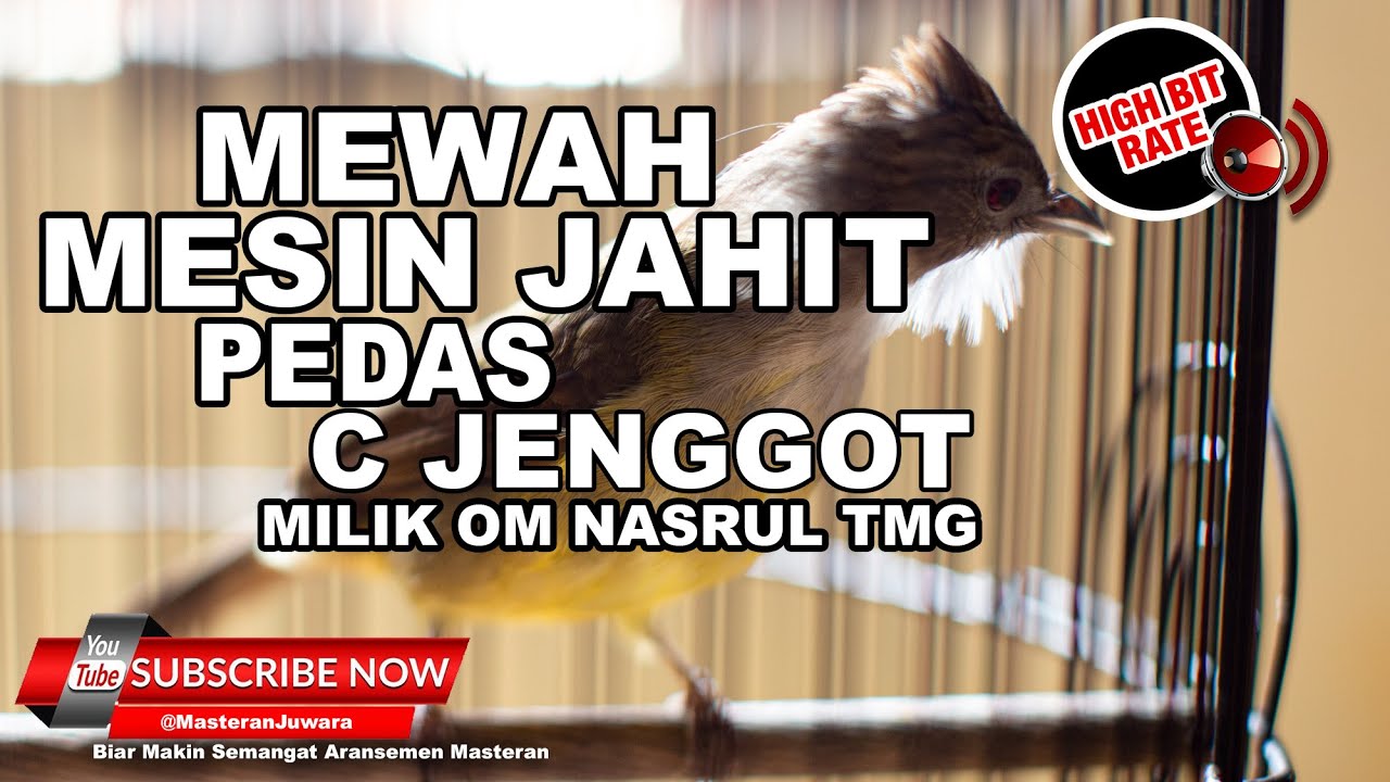 #1🔴Tajam MEWAH JOS Cucak Jenggot Gacor Materi Mesin Jahit❗️Full Beset Speed Milik Om Nasrul TMG