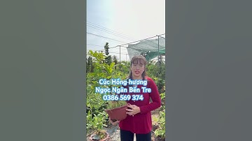 Cây mai cúc Hồng hương | 0386569374 - Ngọc Ngân Bến Tre | Chuyên cây độc lạ