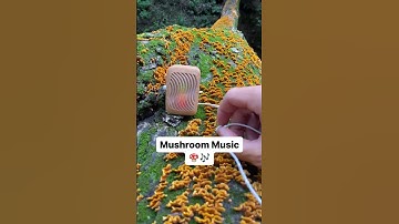 Thumbnail of Let’s tune into mushroom music with a PlantWave device