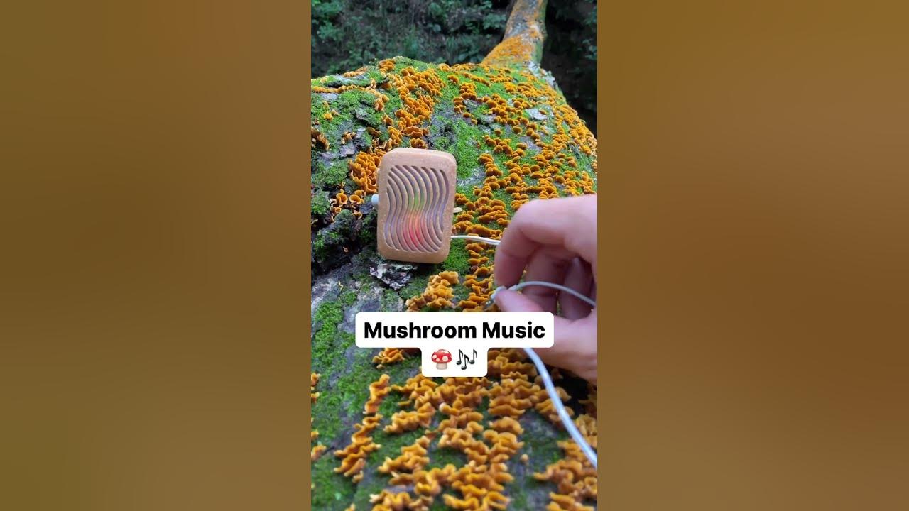 Let’s tune into mushroom music with a PlantWave device Let’s tune into mushroom music with a PlantWave device