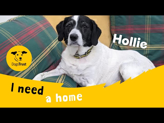 Hollie the super Spaniel cross | Dogs Trust Ballymena class=