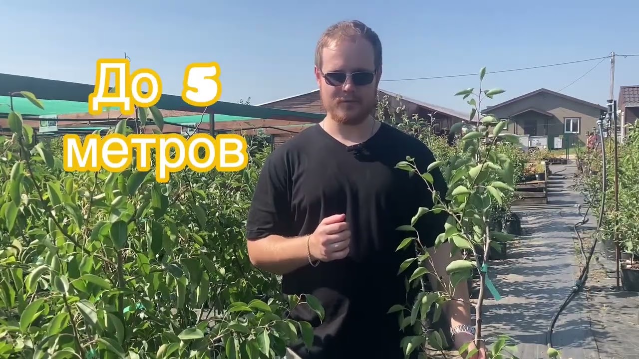 Обзор на сорт груши "бергамот московский"