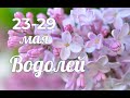 ВОДОЛЕЙ 23-29 мая/AQUARIUS TAROT/水瓶座塔羅牌/Vodnářský tarot/Tarot du Verseau/Tarot tUisceadóir.