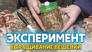 видео: Экспериментальное выращивание дубовой вешенки в мешках с соломой картинка: Экспериментальное выращивание дубовой вешенки в мешках с соломой