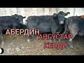 Абердин АНГУС  Уйлар КЕЛДИ Срочно Сатылат Арзан Берем Деп   ЖАТАТ