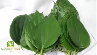The Best Health Benefits of Bitter Leaf Herbal