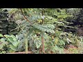 211109　ミツバチのための蜜源植物のはなし