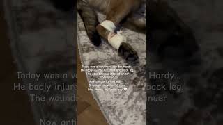 Download Lagu Tough day for Hardy.Surgery, stitches, antibiotics.Healing now 🤍🐾 #dog #hardydog MP3
