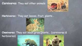 General characteristics of animals