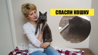 ВЗЯЛИ КОШКУ С УЛИЦЫ// удомили мачку ВЗЯЛИ КОШКУ С УЛИЦЫ// удомили мачку