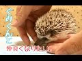 【えぶもふ】ぐみくんが心を開いてくれる…かも？