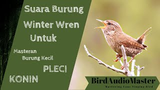 Suara Burung Winter Wren untuk Masteran Burung Kecil