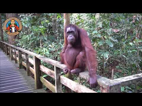 Video: Borneo'daki Havalimanları Rehberi