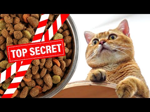 Video: Nhà mèo điên cho mèo của bạn được Indiana Jones