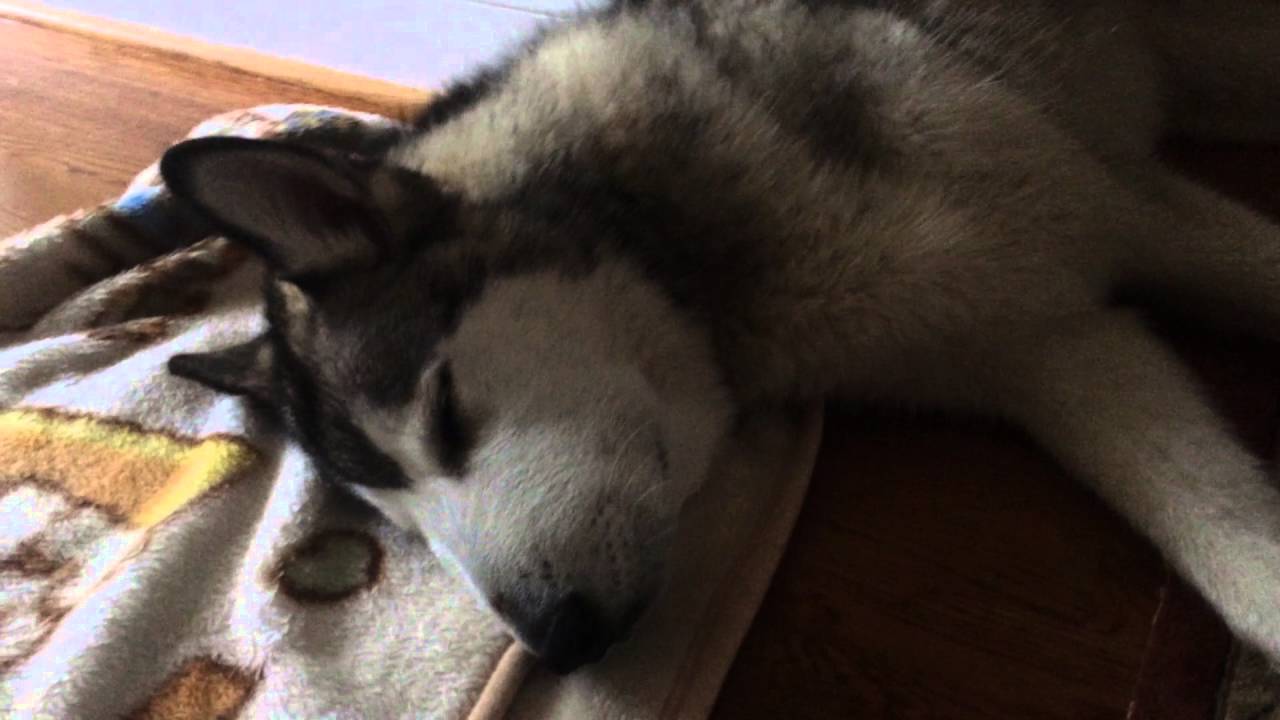 Husky Was Bitten By a Cottonmouth YouTube