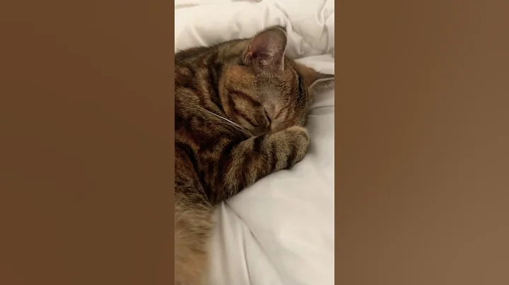 Watch the video about A Manx cat sleeping beauty 💤