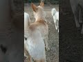 funny dogs