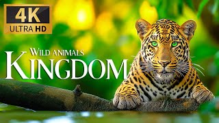 Королевство Диких Животных 4K 🐾 Discovery Relaxation Спокойная Расслабляющая Музыка И Природа