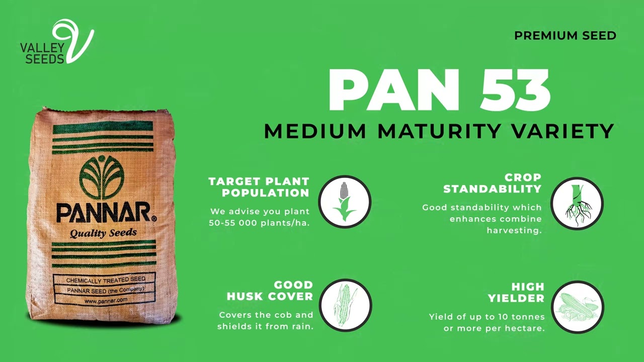 Valley Seeds Pannar Hybrids