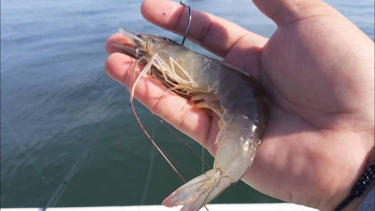 La MEJOR CARNADA para pesca en mar 100% efectiva! - YouTube