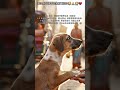 plz adopted street pets 😭🐕🙏#They helpless 😭🐕🙏❤#love SOULS 💖🐕💖