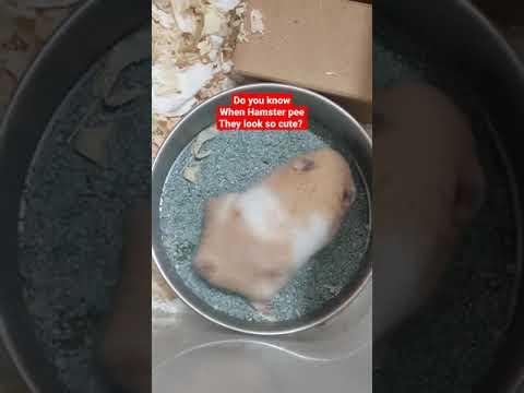 when syrian hamster