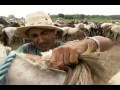 Cavalo Baixadeiro do Maranhão