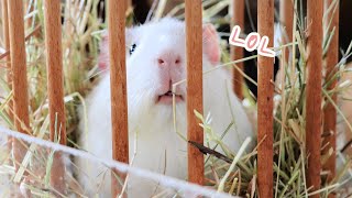 Guinea Pig Mayhem