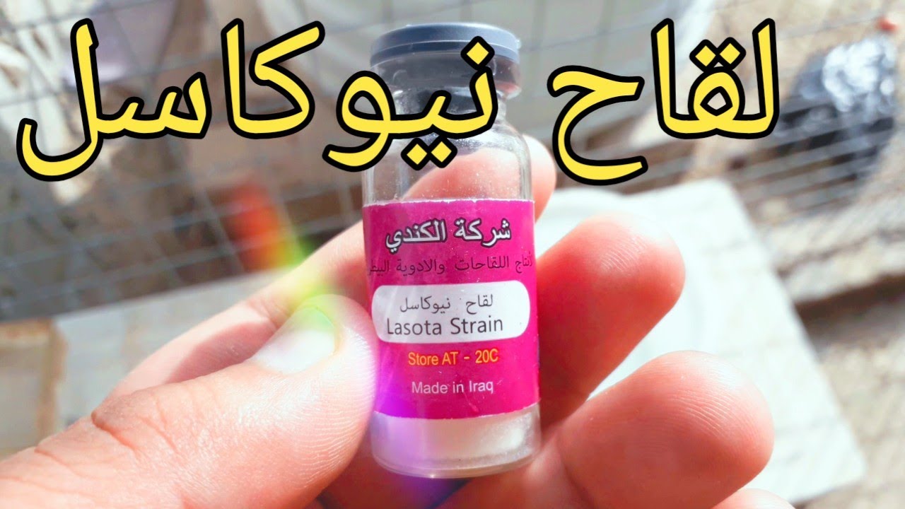 لقاح نيوكاسل للكتاكيت#لقاح ضد مرض نيوكاسل للكتاكيت#