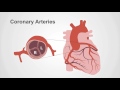 Coronary circulation overview preparing for coronary angiography