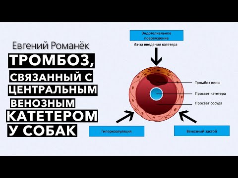 Тромбоз, связанный с центральным венозным катетером у собак