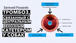 Тромбоз, связанный с центральным венозным катетером у собак