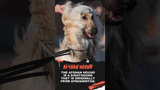 Afghan Hound Dog Known For What? #dogs #youtubeshorts #shorts