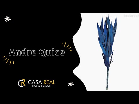 Andre Quice Colorido - Azul (0120499)