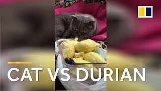 Curious cat overwhelmed by the smell of durian