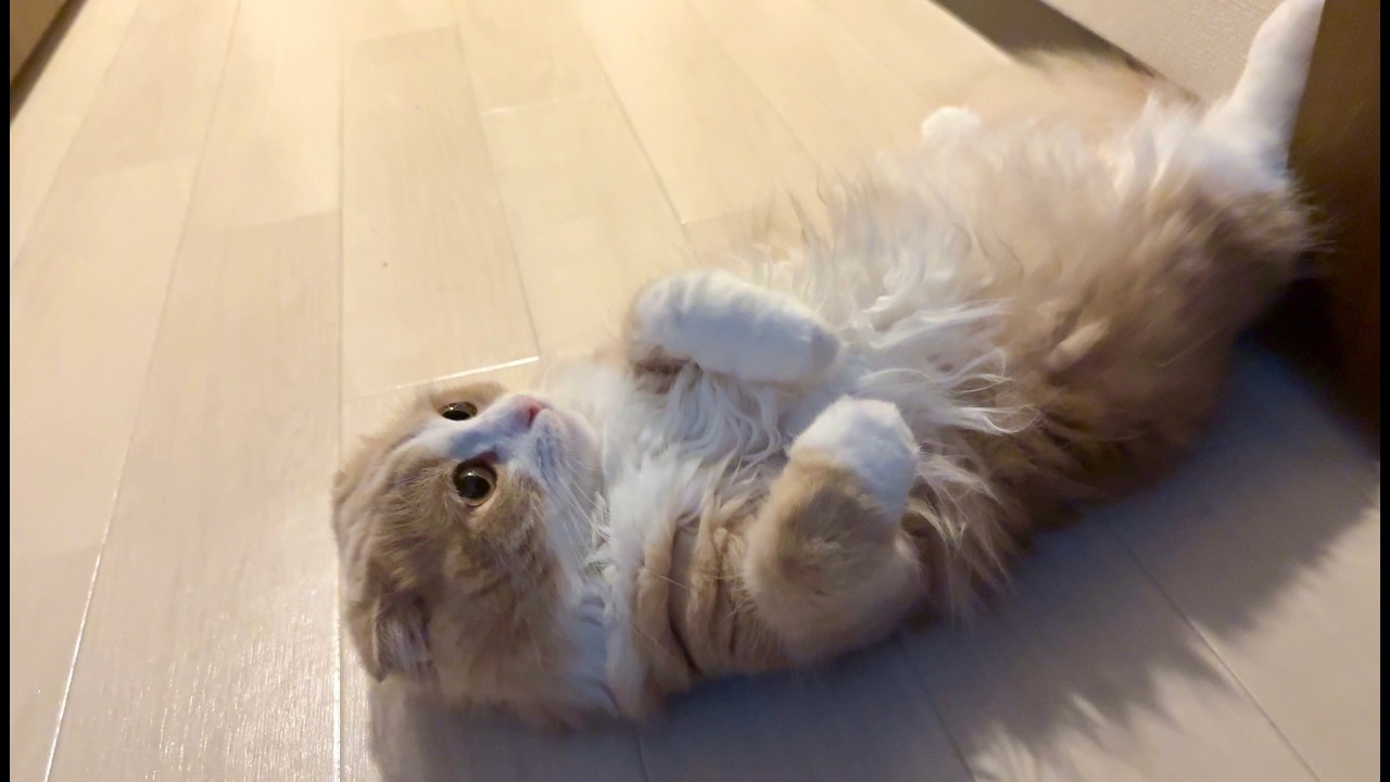 会いに行くたびに居場所が変わるリオンくんが猛烈に可愛いです