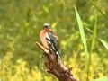 Vroege Vogels - Fluitende vink