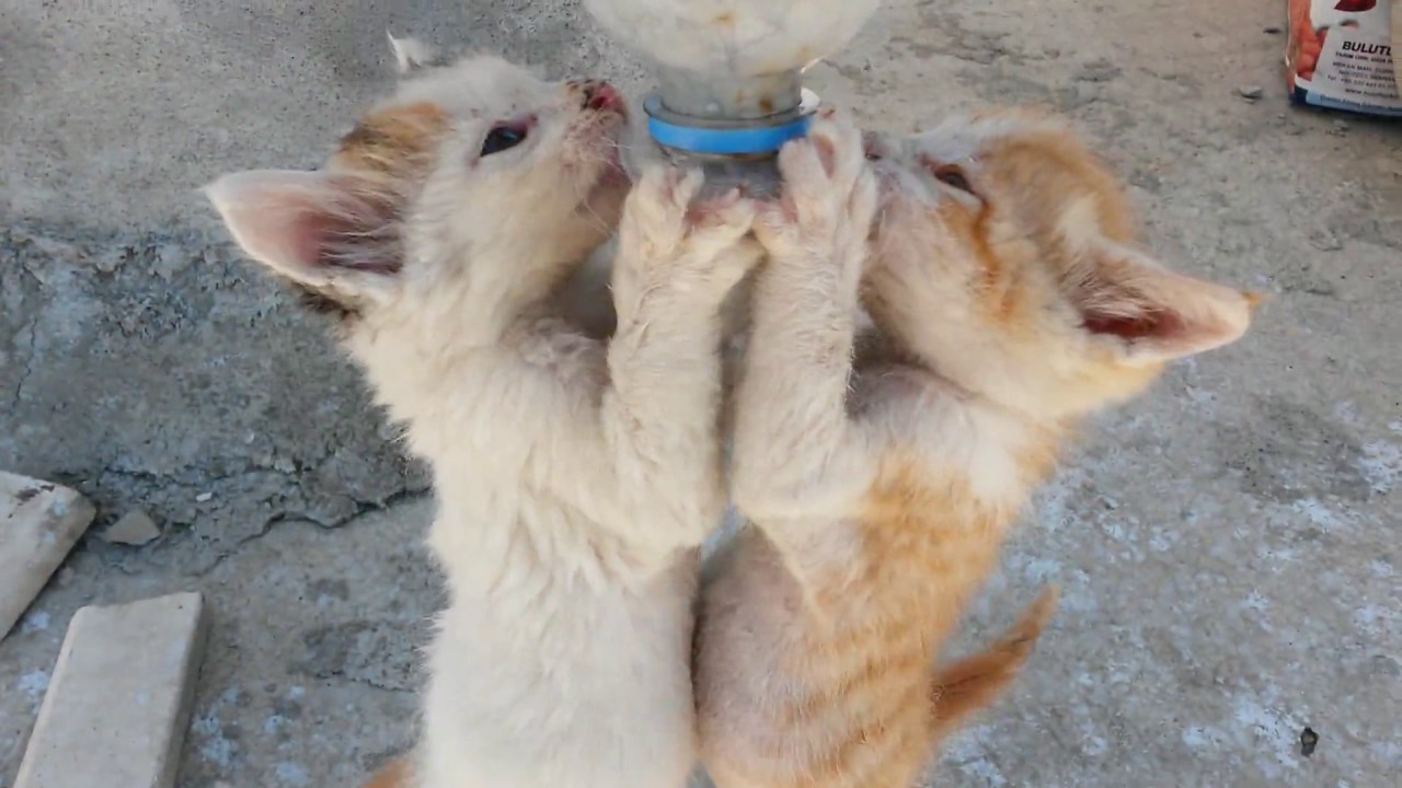 ミルクの戦い-ミルクの戦いの子猫