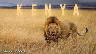 Lion and lioness with kill in Masai Mara. #lionkill #lions #masaimara