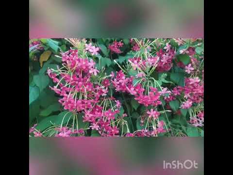 الياسمين الأحمر و كل ما يتعلق به