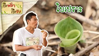 ใบเปราะ I ถึงพริกถึงขิง 28-07-59