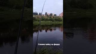 словил чайку #fishing #nature #shorts