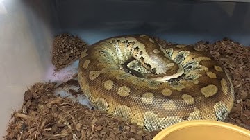 The reptile room update tour