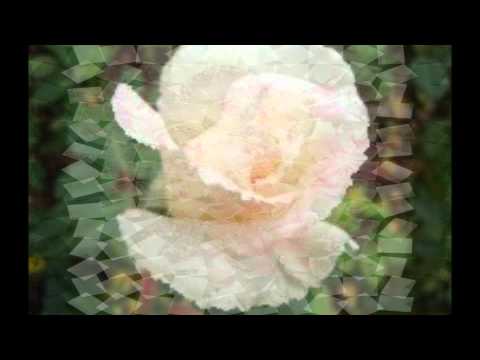 სიყვარულია