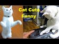 Funny Cat Videos - Funniest Animals , Best Of The 2021| Super Pets Reaction Videos, MEOW