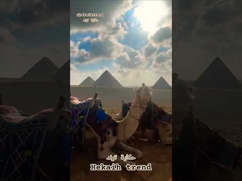 انا طالع لأجدادي عندي فخر في جيناتي حكاية ترند   