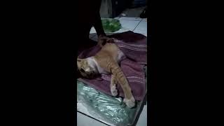 Pertolongan pertama pada kucing yg keracunan