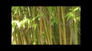 How to Grow "Graceful Bamboo" Bambusa Gracilis - A Small Caned Clumping Bamboo - HD screenshot 4