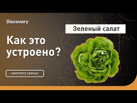 видео: Зеленый салат | Как это устроено | Discovery