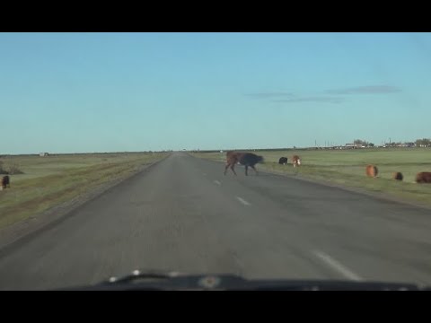 Скот на дороге